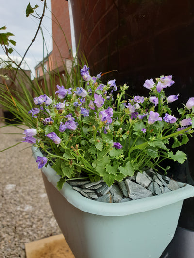 Unlocking the Power of Rainwater: The Benefits of Rainwater Terrace Water Butts
