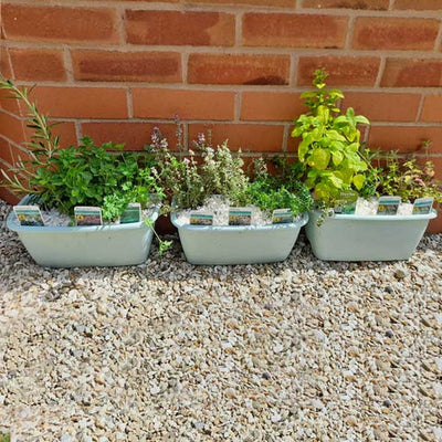 Planting ideas for a mini herb garden