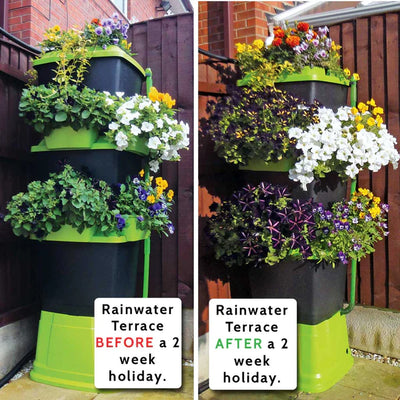 Rainwater Terrace flower growth