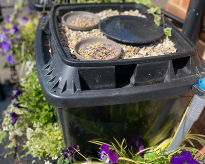 Can fresh rainwater help with the RSPB Big Garden Birdwatch?