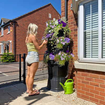 black 200 litre water butt planter covered in purple trailing hanging basket flowers with girl removing dead heads to prolong flowering