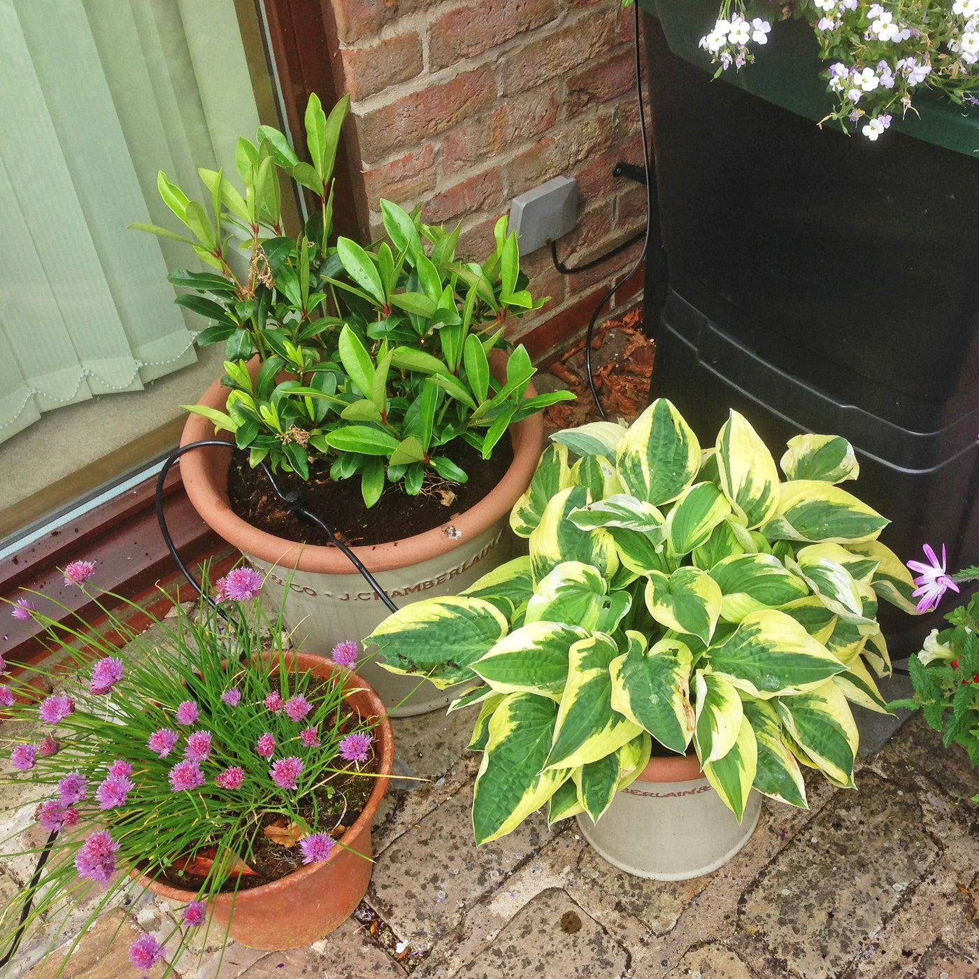 200 Litre 3 Tier Water Butt with Sage Green Planters and Drip Irrigation Kit- BLACK FRIDAY DAY 8