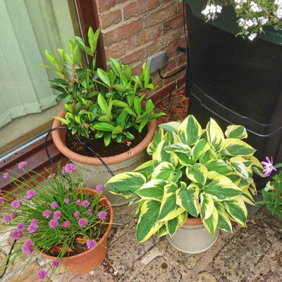 200 Litre 3 Tier Water Butt with Sage Green Planters and Drip Irrigation Kit- BLACK FRIDAY DAY 8