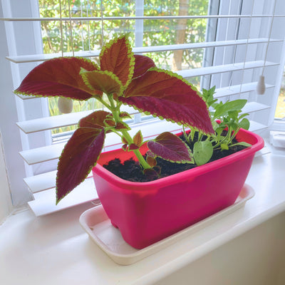 Drip Tray for Rainwater Terrace Planters – Indoor Growing & Classroom Learning